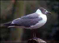 Black Headed Gull