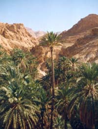 Chebika oasis