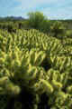 Cholla Cactus