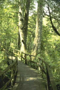Corkscrew Swamp