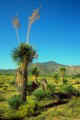 Desert