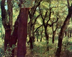 Ain Draham Forest