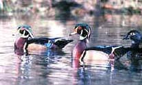 Wood Ducks
