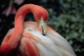 flamingo3.jpg (4295 bytes)