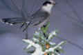 Grey jay