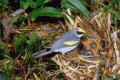 Golden-winged Warbler