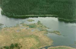Morava flood plain