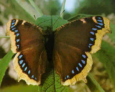 Mourning Cloak Butterfly