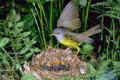 Mourning Warbler