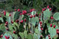 Pear Cactus