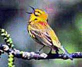 Prairie Warbler