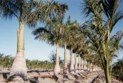 Royal Palms