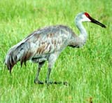 Sandhill Crane