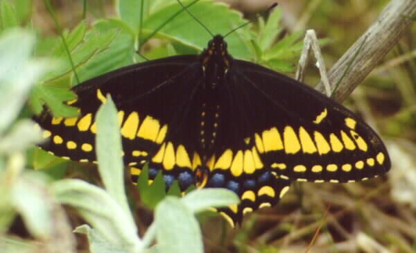 Swallowtail Butterfly