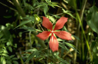 Swamp flower