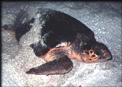 turtle1.jpg (18151 bytes)