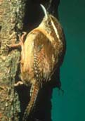 Carolina Wren